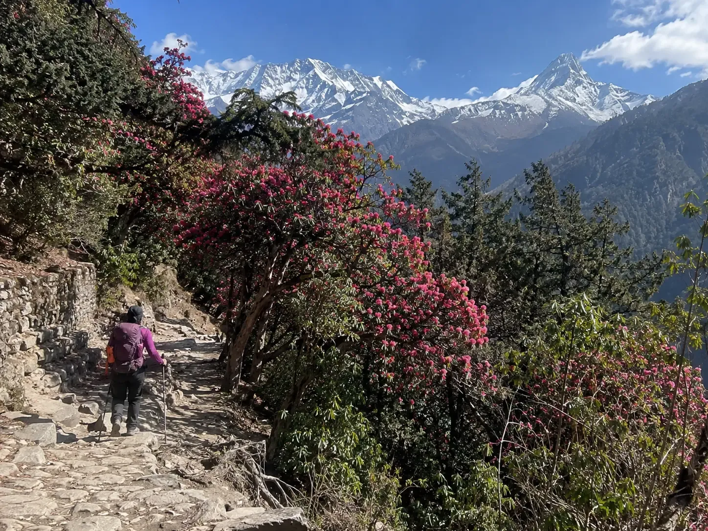Trekker walking through blooming rhododendron forest with Himalayan peaks in the background